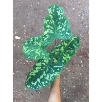 ราคา บอนสีเสือพราน บอนเสือพรานลายพราน (13158973189)