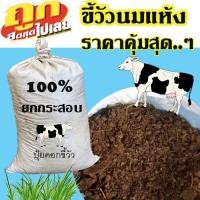 ราคา ปุ๋ยขี้วัว 1 กระสอบ ปุ๋ยขี้วัวนม มูลนมวัวแห้ง ขี้วัวยกกระสอบ ปุ๋ยคอก ขี้วัวนมแท้ 100% ขี้วัวแห้ง ขี้วัวนม (12511654614)