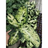 ราคา อโกลนีมา เศรษฐี รับทอง Aglaonema sp.'Setthirapngoen (41113554222)