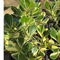 ราคา ต้นเกล็ดกระโห้ด่าง Clusia major L. cv. Aureo-variegata ต้นใหญ่ ใบด่างสวย (48905104148)