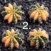 ราคา [ส่งฟรี] LB2178 Hybrid ยิมโนด่างไม้เมล็ด ( Gymnocalycium Friedrichii LB2178 seeding ) (7545352753)