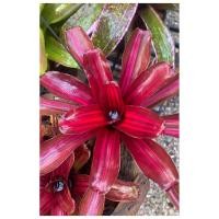 ราคา #สับปะรด #สับปะรดสี #ไม้ประดับ #ไม้มินิ #ต้นไม้จิ๋ว #ต้นไม้ #ต้นไม้ตกแต่ง #ต้นไม้ประดับ #ต้นไม้ฟอกอากาศ #Bromeliad (5789773527)