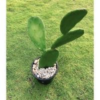 ราคา ต้นกระบองเพชรรับประทานผล สายพันธุ์ Opuntia ficus-indica #โอพันเทีย #Opuntia cactus #ใบเสมา #แคคตัส #พันธุ์ไม้หนาม (3843895504)