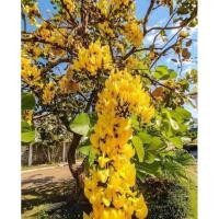 ราคา ต้นทองกวาวสีเหลือง,ดอกจานสีเหลือง(ชุดละ 4 ต้น)ใช้เป็นไม้ประดับ ไม้มงคล ออกดอกเป็นพุ่มสีเหลืองสวยงาม ออกดอกตลอดปี (23745174254)