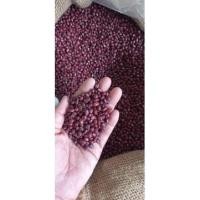 ราคา ถั่วแดงญี่ปุ่น สด-ใหม่ 500-1,000 กรัม (20927073606)