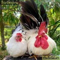 ราคา ไข่เชื้อไก่แจ้ สีขาวหางดำ ขาสั้นตอ ไข่มีเชื้อ ใบละ 40 บาท ซื้อ5ใบ แถมฟรี1ใบ (พ่อแม่พันธุ์ตามรูปเลยครับ) (21789931574)