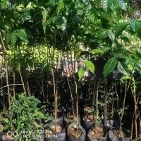 ราคา ต้นสะเดาเทียม.สะเดาช้างขนาด80ซม.1ชุด3ต้น (28268091472)