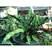 ราคา คล้ากาเหว่าลายในกระถาง (8475307195)