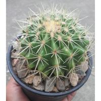 ราคา ต้นกระบองเพชร แคคตัส ยิมโน ถังทองต้นใหญ่ (5914425026)