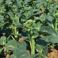 ราคา คะน้าหวานเห็ดหอม / คะน้าฮ่องกง 200 เมล็ด (41062026392)