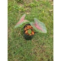 ราคา ต้นบอนสี เจ้ากรุงไกรเซอร์ (11758559064)