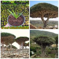 ราคา (ขาย ต้นพันธุ์) ต้น ต้นจันผาเลือดมังกร Dracaena draco ต้นจันผา จันผา ต้นเลือดมังกร เลือดมังกร เมล็ดพันธุ์ดี / Look (10008141293)