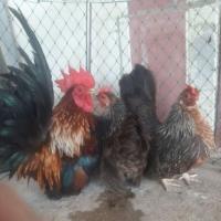 ราคา ไข่ไก่แจ้บุ้นเชื้อ คละสี (1ชุดมี5ฟอง) (23873032547)
