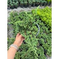 ราคา สนเลื้อยแคระ-สนจูนิเปอร์ กระถาง 6 นิ้ว (29256807209)