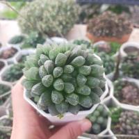 ราคา #ไม้อวบน้ำฺฮาโวเทีย(ต้นหยดน้ำ) (4085417259)