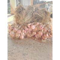 ราคา พันธุ์หอมแบ่ง พันธุ์หอมแบ่ง พันธุ์หอมแบ่ง (22289360062)