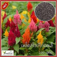 ราคา 200 เมล็ด สร้อยไก่คละสี เมล็ดสร้อยไก่ หงอนไก่ เมล็ดหงอนไก่ (22509124636)