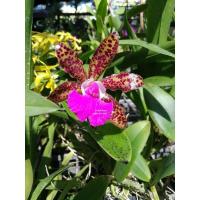 ราคา กล้วยไม้แคทลียา​ (ดอกหอม) (21102085856)