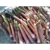 ราคา หน่อกล้วยไข่กำแพงเพชร ชั้นต่ำ4หน่อค่ะ (6420544850)