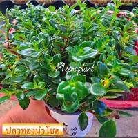 ราคา ต้นปลาทองนำโชค (Goldfish Plant) ไม้มงคลเรียกทรัพย์ พุ่มสวย ดอกน่ารัก (12869348411)