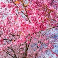 ราคา Japanese Sakura Seeds สำหรับปลูกดอกไม้ (ผสมสี 10 เมล็ด) ซากุระดอกซากุระต้นไม้ซากุระ ง่ายต่อการปลูก (52051535355)