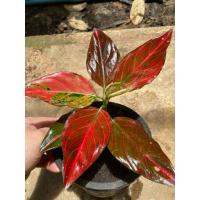 ราคา อโกลนีมา ขันหมากราชาแดง เรดเวล aglaonema แก้วกาญจนา (41115540373)