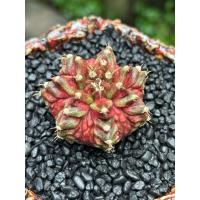 ราคา ❤️T-Rex Lava❤️Seeding7พู ฟุคุเรียวยับๆสีแดงเพลิง ลาวา ไม้เมล็ดต้นจริงสวยมากๆ ขนาด5.3cm (28862176103)