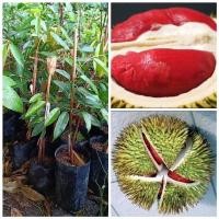 ราคา ต้นทุเรียน แดงอินโด สายพันธ์ุ์อินโด ทาบกิ่ง ต้นขนาด 60-70 ซม (5864401471)