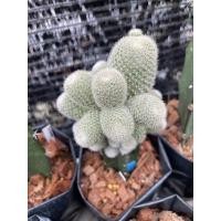 ราคา หน่อเด็ดสด rebutia hells bells (21350527562)