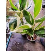 ราคา ต้นสาคูด่าง ใบด่างขาว กินได้ สวยด้วยเป็นไม้มงคลว่านนกยูงหรือคล้าสาคูด่าง ใบสวยมาก (13271895604)