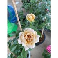 ราคา กุหลาบ ฮันนี่ดิจอร์น กุหลาบสีโทนน้ำตาลทอง สีสวยเลี้ยงง่าย (3496739508)
