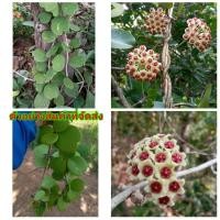 ราคา (5กิ่ง)(ขาย กิ่งพันธุ์ ) กิ่ง กิ่งพันธ์โฮย่าใบหัวใจ โฮย่าใบหัวใจ โฮย่า hoya ต้นโฮย่า / คุณนายแหวนเพชร (13404825620)