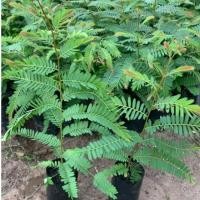 ราคา ต้นมะขามป้อม(พันธุ์เตี้ยผลใหญ่) (24031637017)