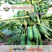 ราคา เมล็ดพันธุ์มะละกอแขกนวลดำเนินเตี้ย 20 เมล็ด (29223678369)