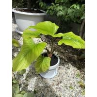 ราคา ว่านเสน่ห์จันทร์เขียวกลาย กลายทุกใบไม่ต้องลุ้น กระถาง5นิ้วเป็นกอประมาณ5-6ใบ (9292917769)