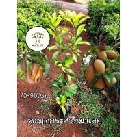 ราคา ต้นละมุดกระสวยมาเลย์ ละมุด ผลรสชาติหวาน #ละมุด (24520265261)