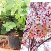 ราคา ต้นกล้ากัลปพฤกษ์ขนาด25-30ซม.(1ชุด2ต้น) (3923763814)