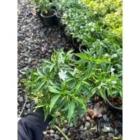 ราคา ต้นพุดพิชญา กระถาง6นิ้ว (47154200541)