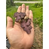 ราคา กระชายดำ เหง้ากระชายดำ กระชายดำสด (40212821900)