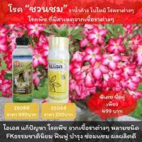 ราคา ชวนชมใบไหม้ โรคราน้ำค้างชวนชม ยารักษาโรคชวนชม โรคราต่างๆ ใช้ ไอเอส + FKธรรมชาตินิยม (11552470334)