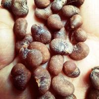 ราคา ต้นเบาบับ​ ไม้มาดากัสการ์​ เป็นไม้โตช้า​และหายาก (5341170040)