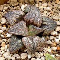 ราคา [4-7 cm] ฮาโวเทีย H. spenden ‘Kishi’ #เลือกต้นได้ #haworthia #sacculants #ไม้ประดับ #ไม้อวบน้ำ (5658982867)