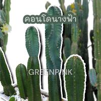 ราคา คอนโดนางฟ้า ตัดสด ปราสาทนางฟ้า ตอคอนโดนางฟ้า ต้นคอนโดนางฟ้า Cactus แคคตัส กระบองเพชร คอนโดนางฟ้ายักษ์ แต่งคาเฟ่ แต่งร้าน (20460385864)