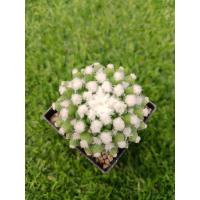 ราคา อิรุซามุ ปุยหิมะ ดอกชมพู (16113463506)