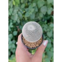 ราคา แมมนกฮูก ``Mammillaria microthele´´ (8844281476)