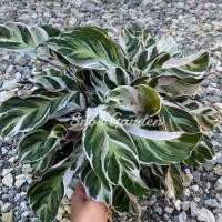 ราคา คล้าราชภัฏ กระถาง11นิ้ว คล้าด่างขาว ไม้ตามหา คล้าเงินสะพัด White Fusion (6443138049)