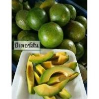 ราคา ต้นอโวคาโดพันธุ์ปีเตอร์สัน ทาบกิ่ง 3 ปีได้กินลูก (3643691424)