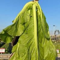 ราคา Mustard Seeds 300 เมล็ด ชุนฉ่าย ผักกาดเขียว ผักโขมจีน chinese mustard seeds (29043901260)