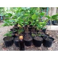 ราคา ต้นข่อยดำ สมุนไพร(ส่งพร้อมกระถาง 4 นิ้ว) #ต้นแข็งแรง #รากแน่นๆ (14604279826)