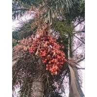 ราคา เมล็ดพันธุ์ปาล์มฟอกซ์เทล1ชุด30เมล็ด59บาท (24129939009)